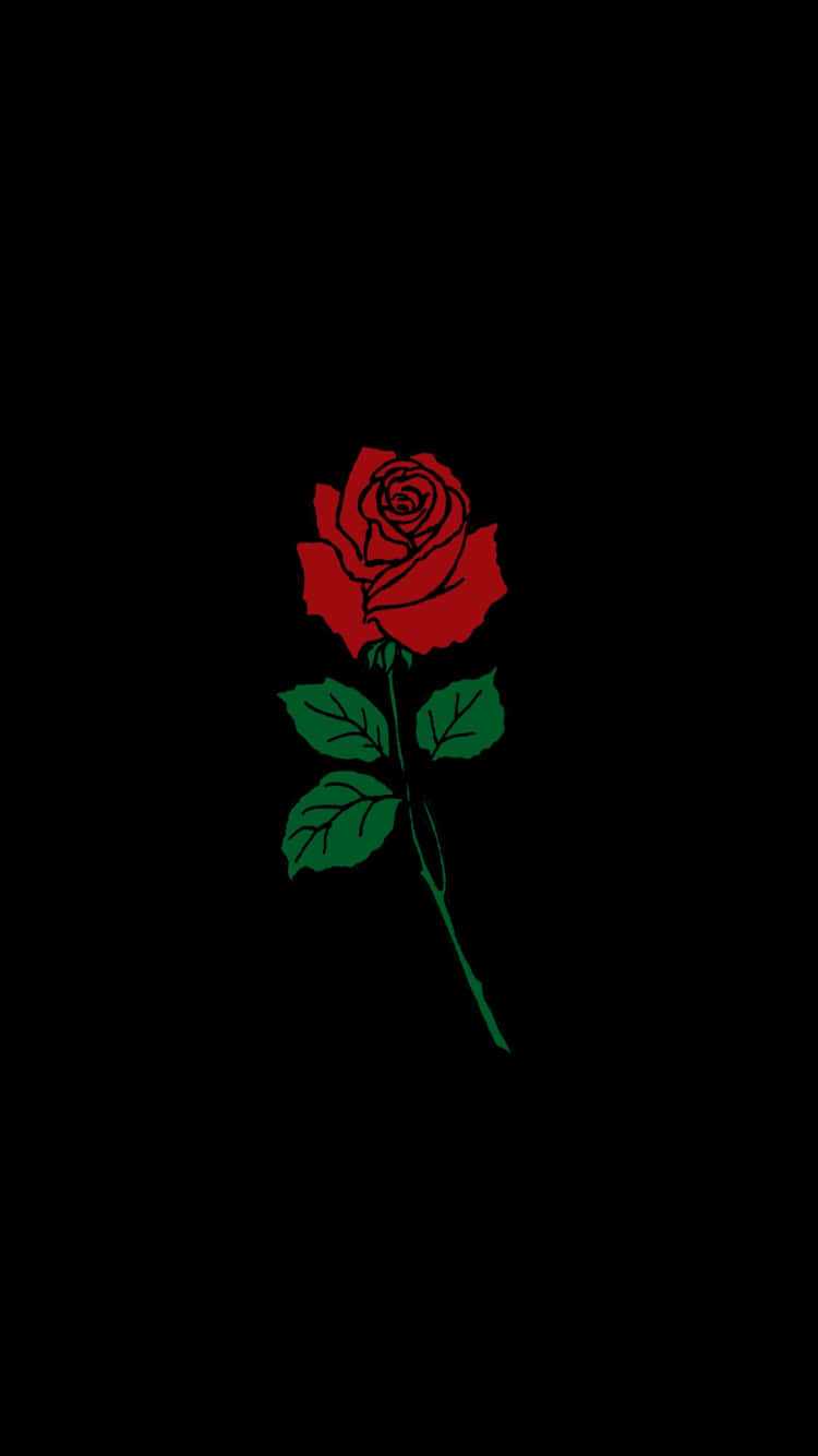 En smuk og strålende rose – et ideelt symbol på evighed Wallpaper