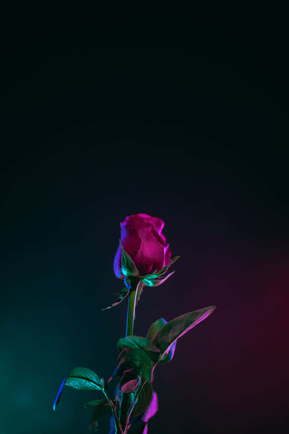 Enjoy the beauty and serenity that the vibrant colors of this cool Rose bring Wallpaper