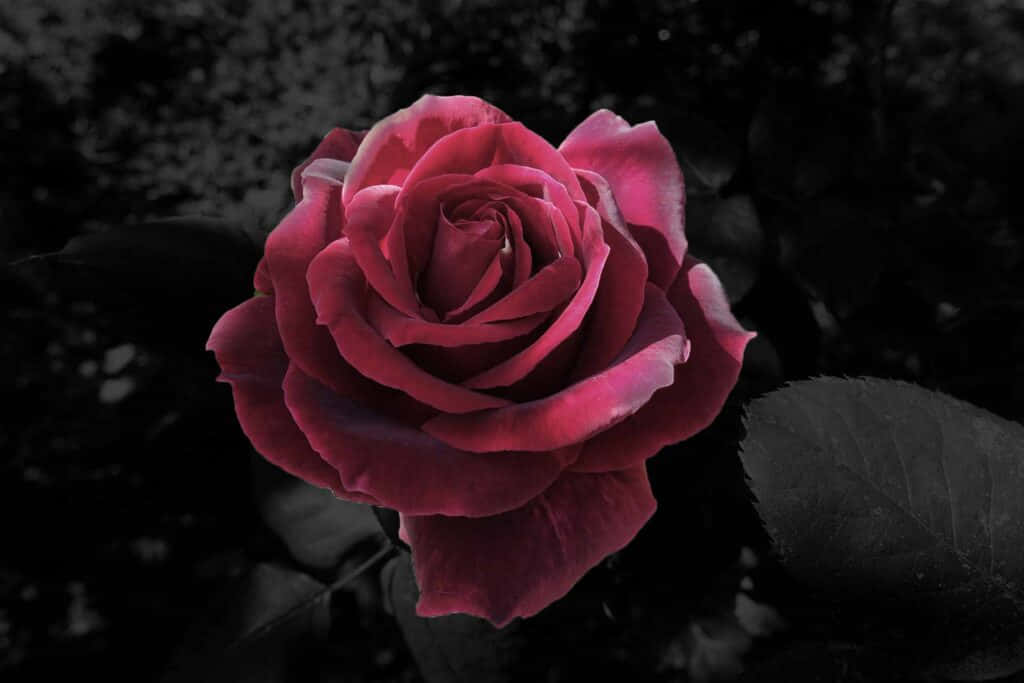 Disfrutade La Belleza De Una Rosa Fresca Fondo de pantalla