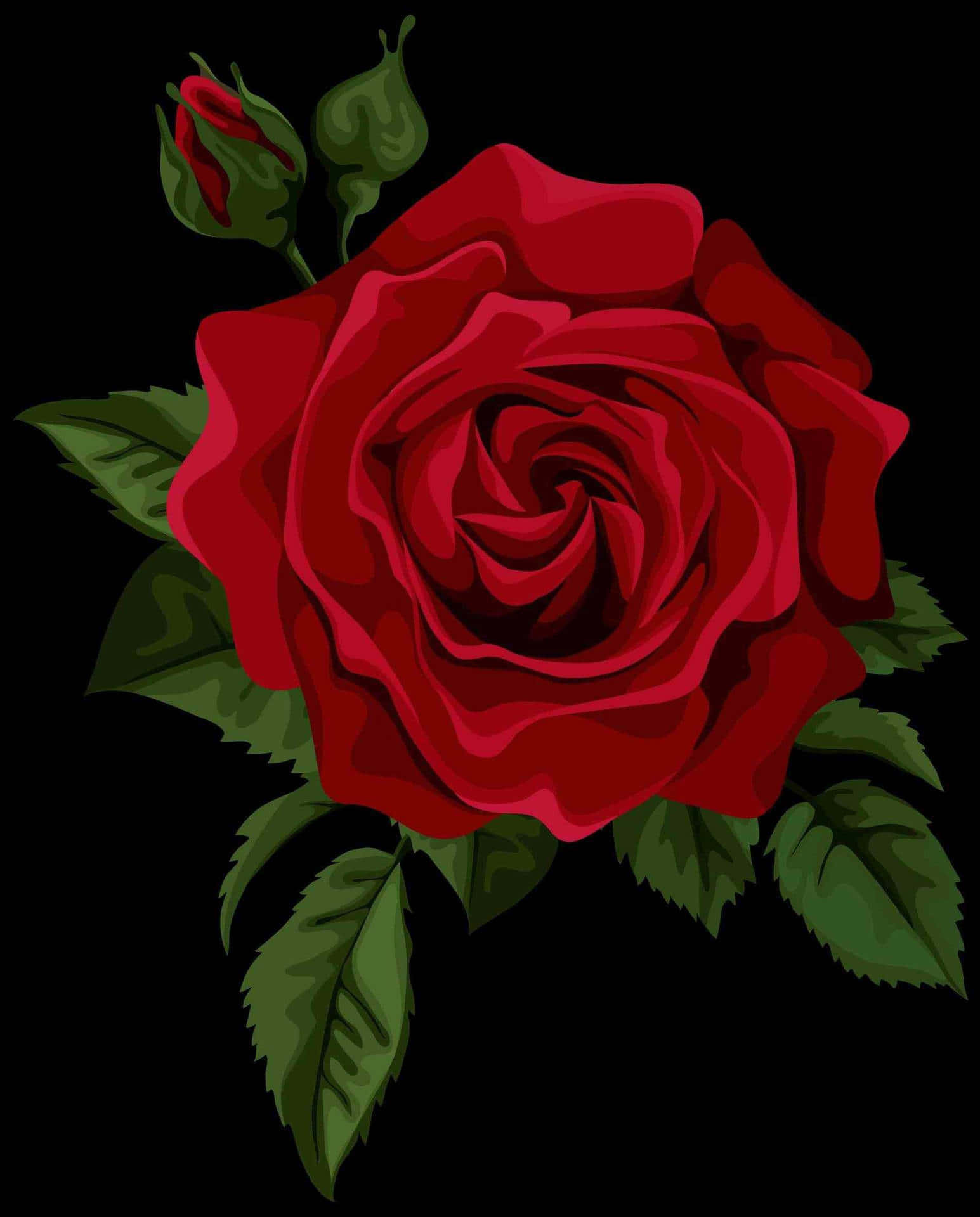 An up-close view of a vibrant red rose Wallpaper