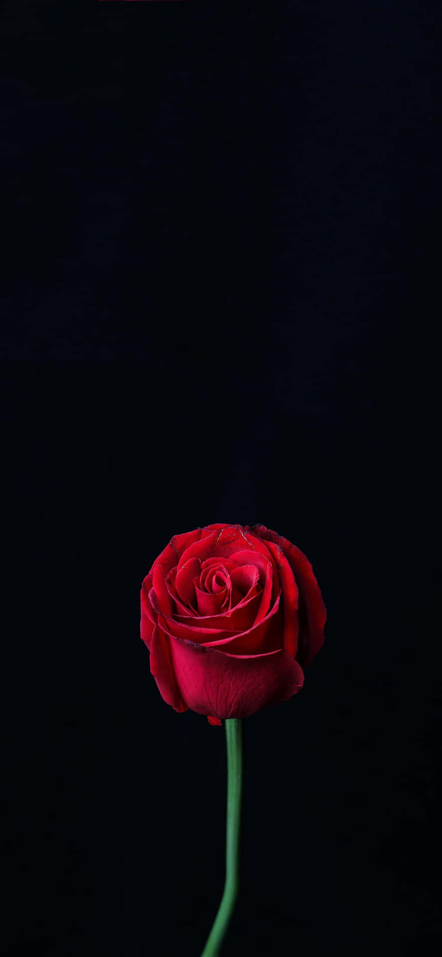 En rød rose i en vase Wallpaper