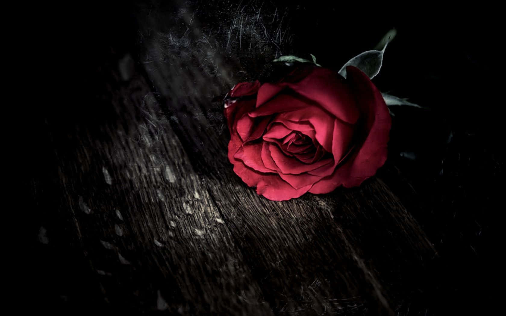 Unahermosa Imagen De Una Rosa Roja Profunda. Fondo de pantalla
