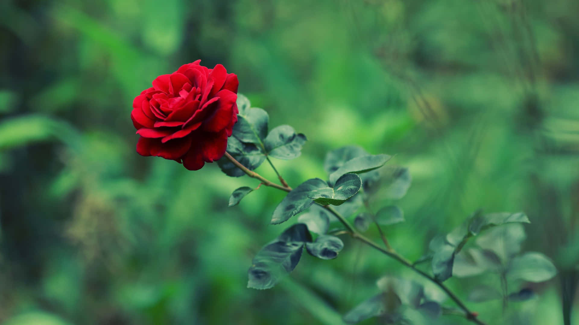 Føl skønheden af naturen med denne smukke kølige rose! Wallpaper