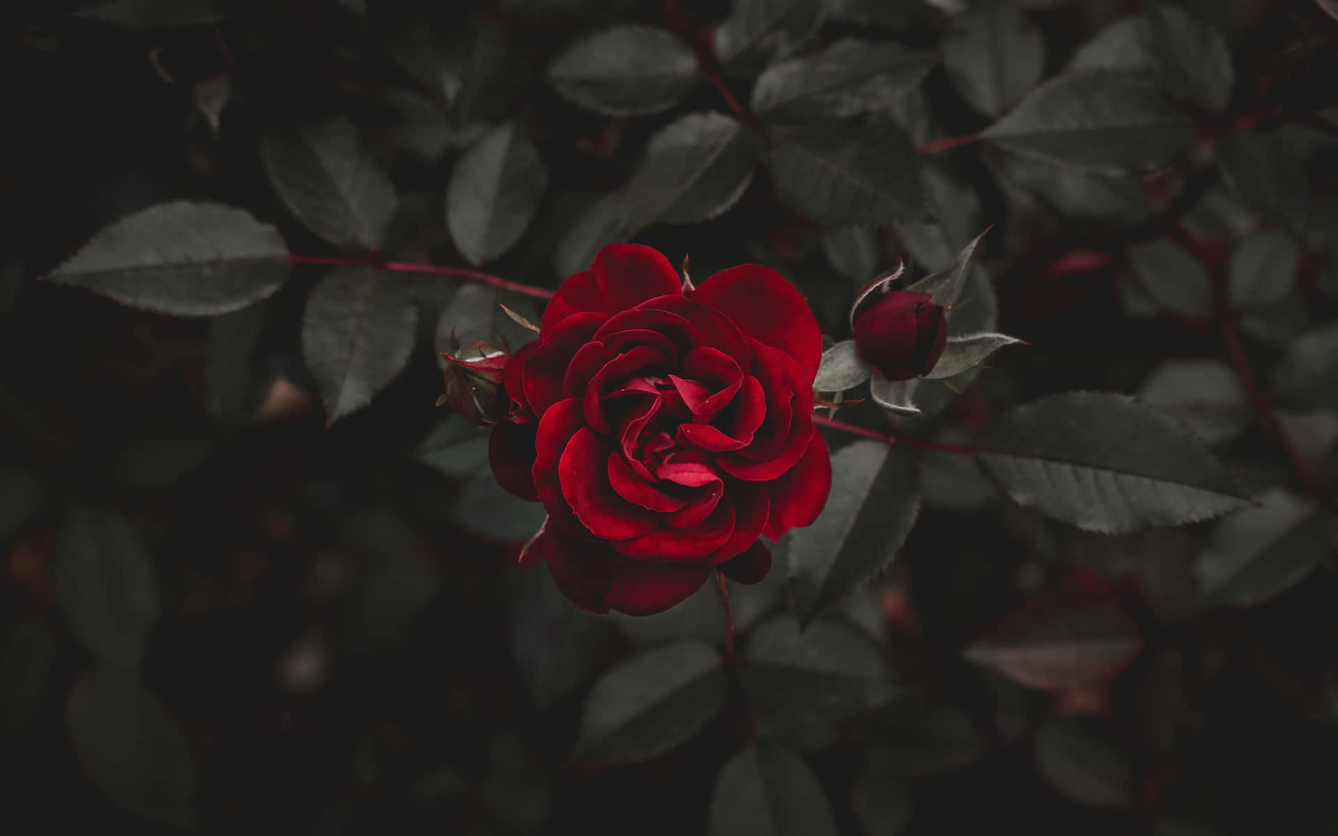Unadelicada Belleza De Una Rosa Fresca Fondo de pantalla