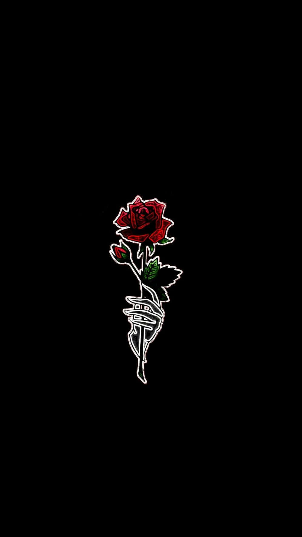 Einewunderschöne Rose, Die Strahlt Und Leuchtet. Wallpaper