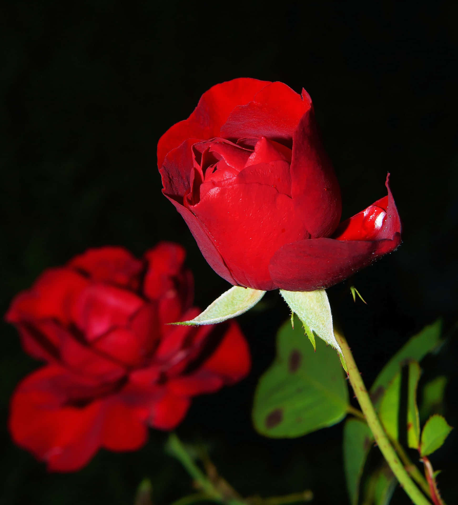 To røde roser stirrer lige på dig Wallpaper