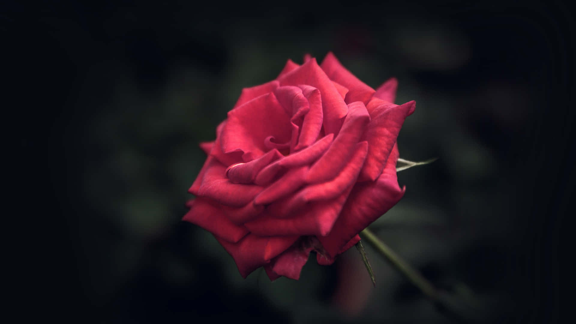 En cool rose for den passionerede kærligheds rose. Wallpaper