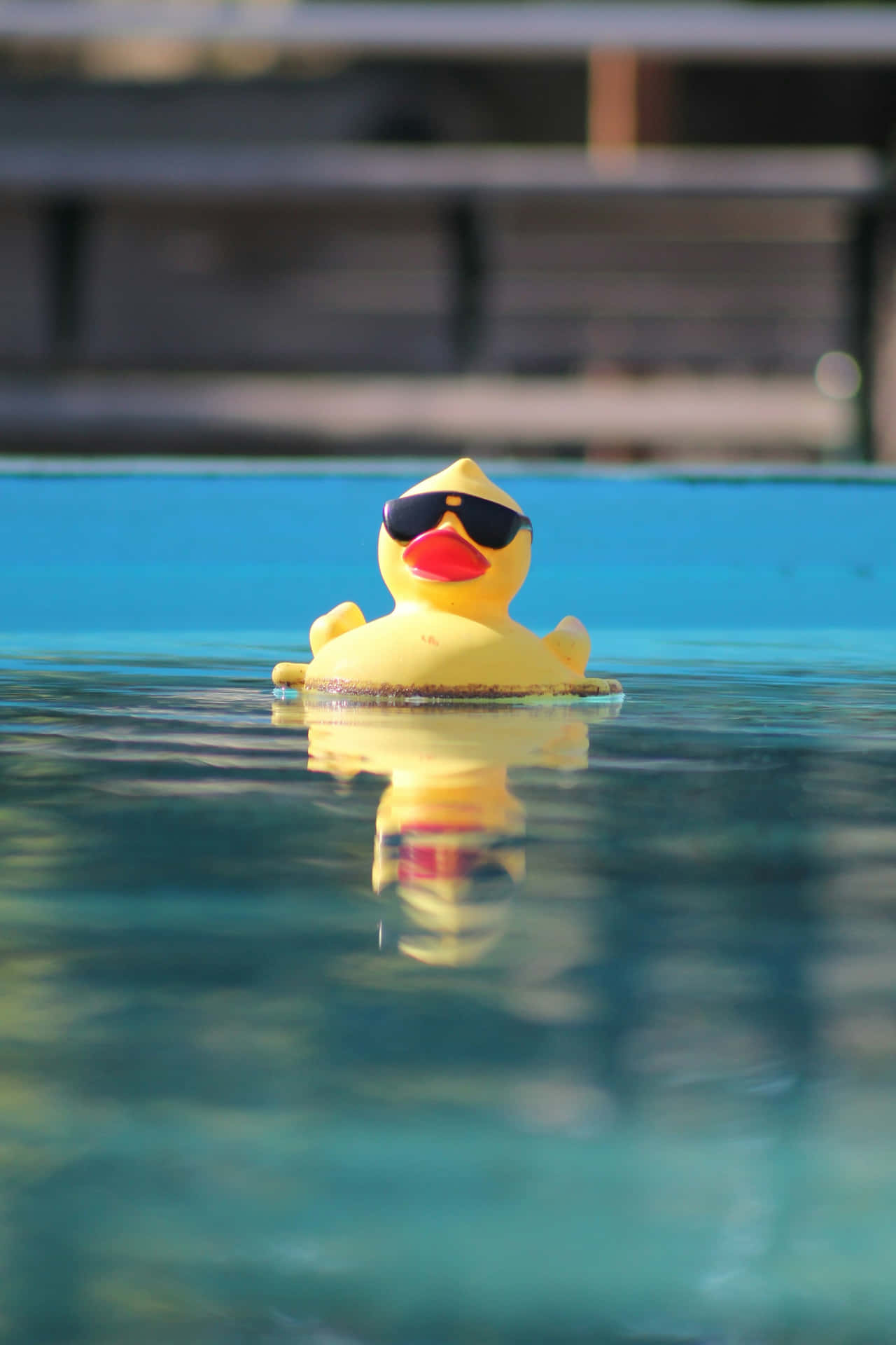 Cool Rubber Ducky Sunglasses Pool Wallpaper