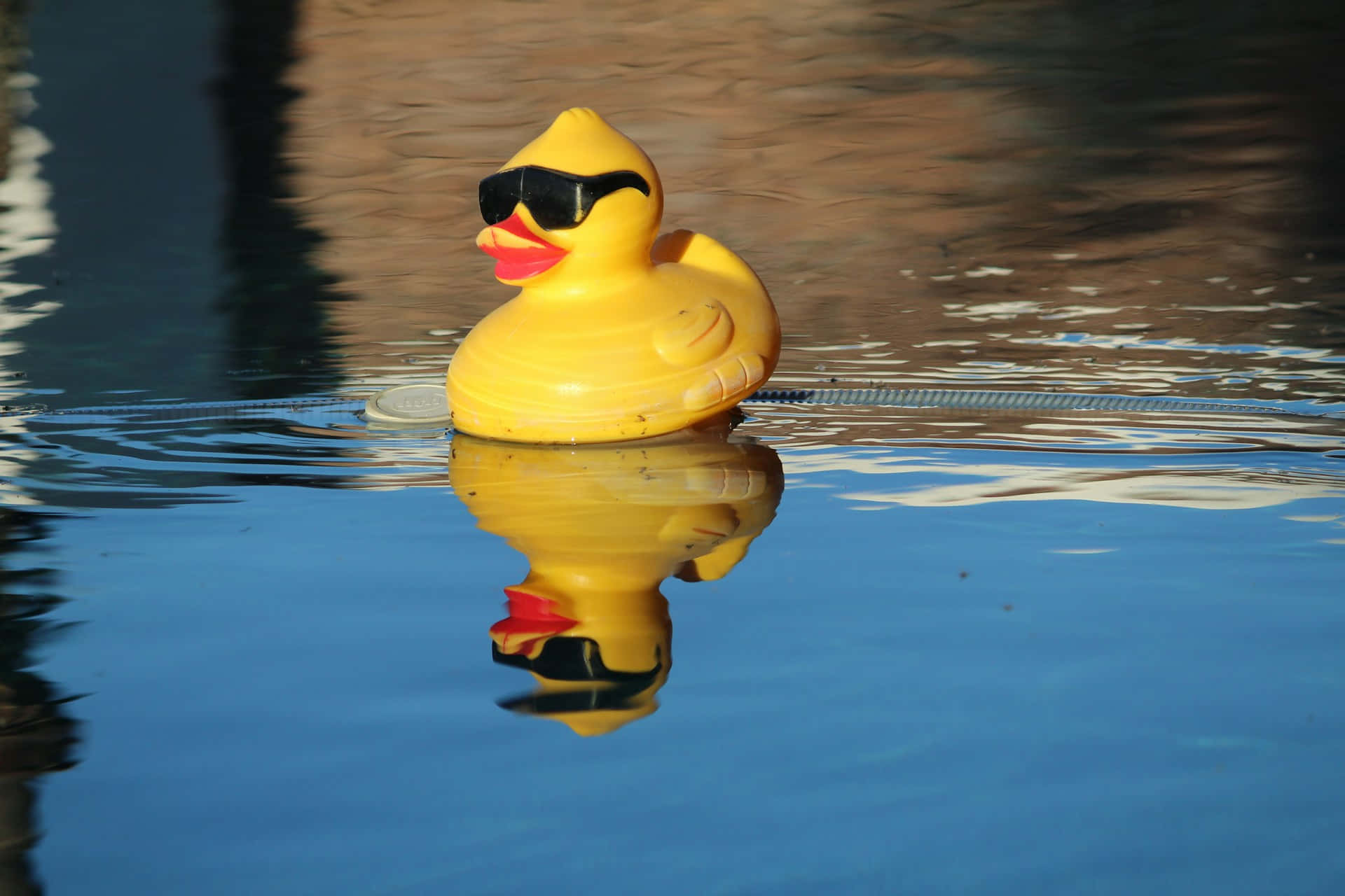 Cool Rubber Ducky Sunglasses Water Reflection.jpg Wallpaper