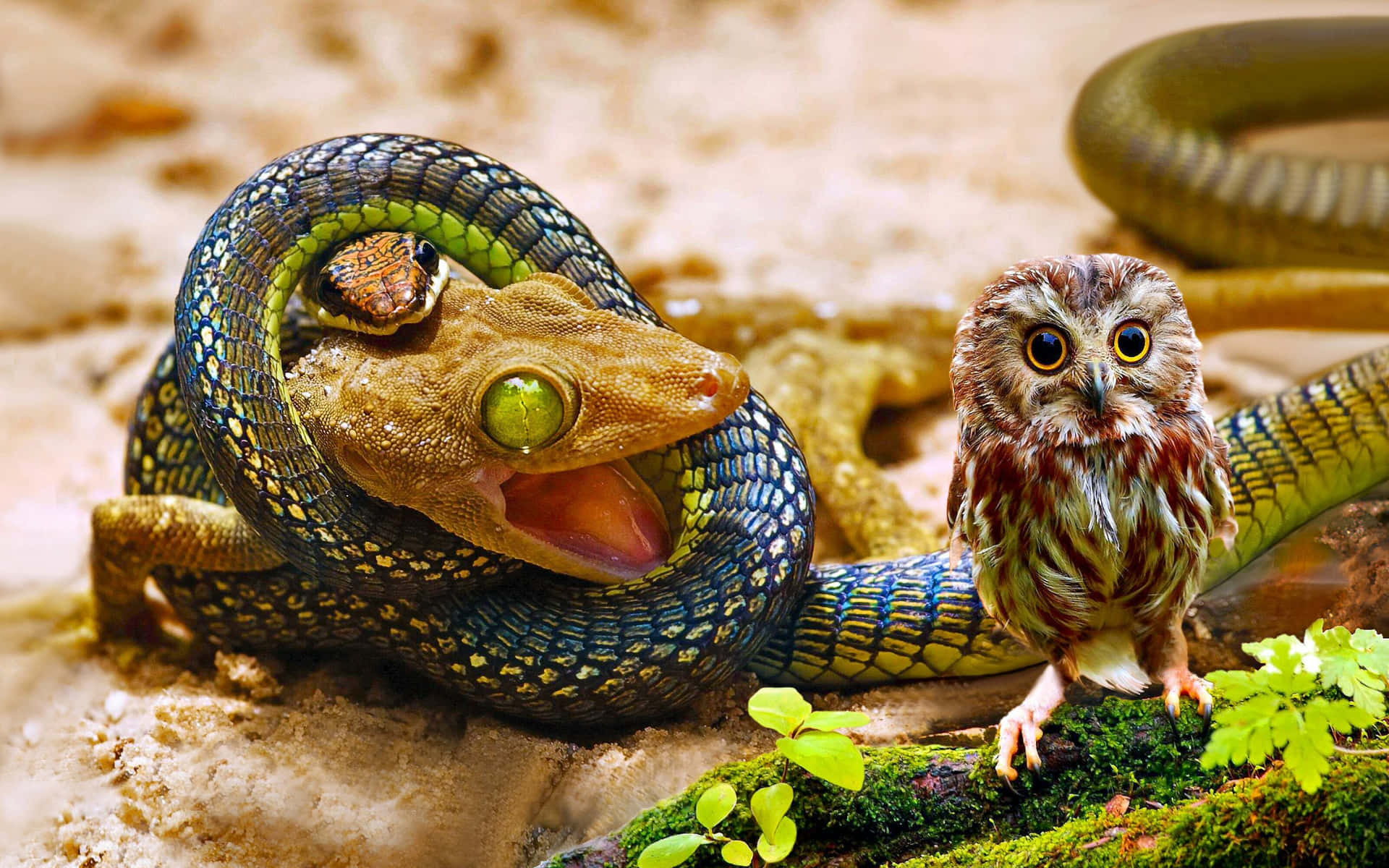 Cool Snake With An Owl Wallpaper