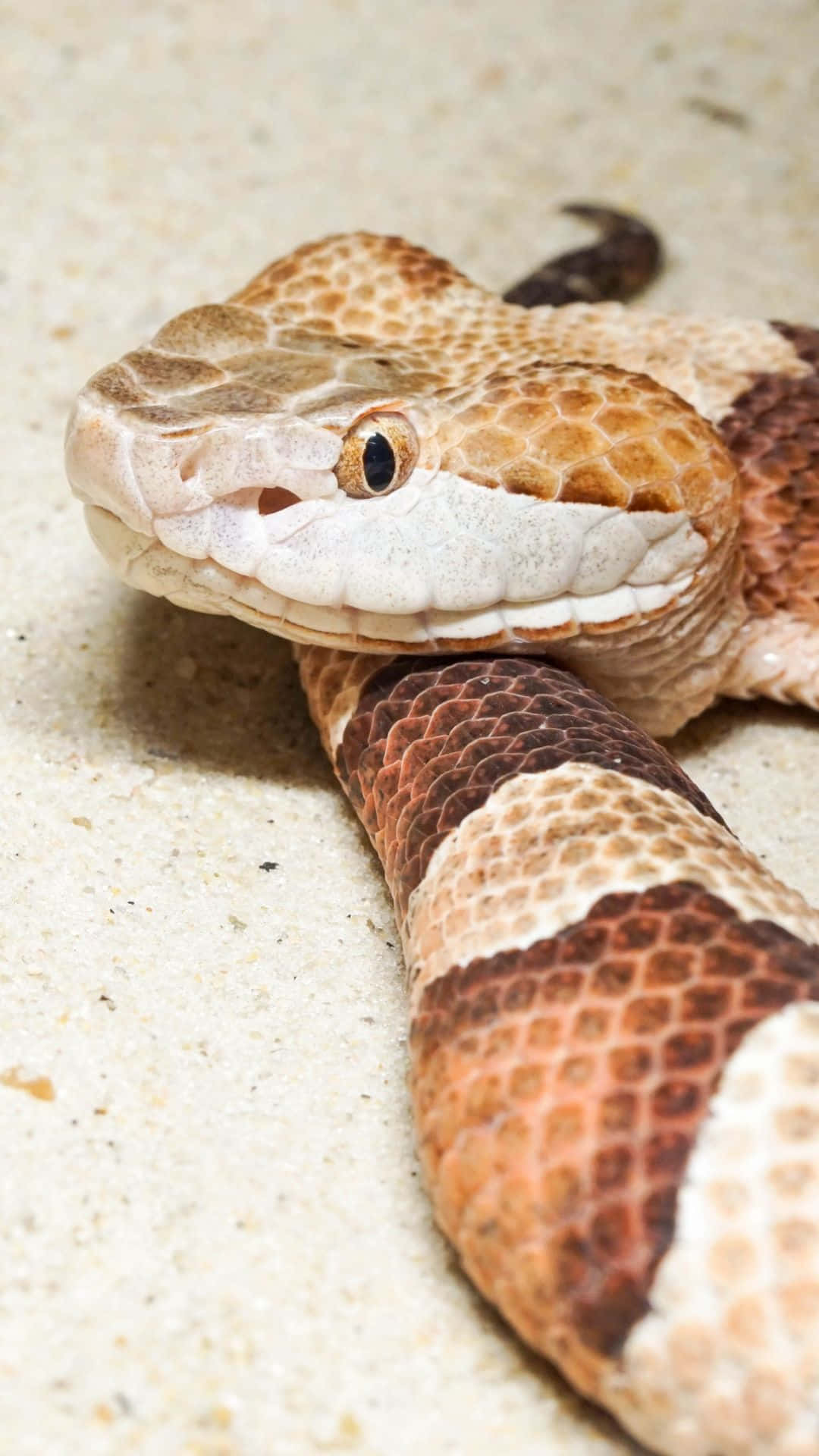 “A Slithering Snake in Its Natural Habitat” Wallpaper