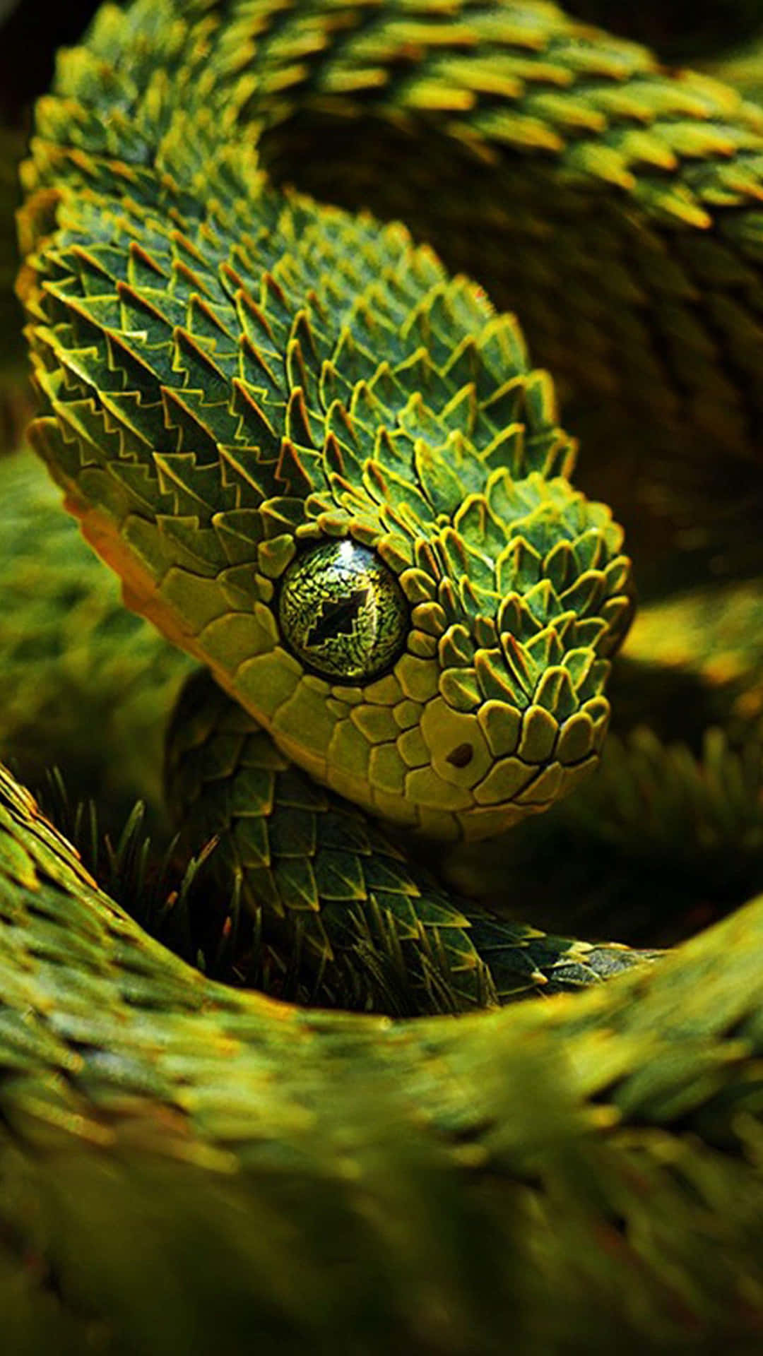 A breathtakingly cool snake slithers along the ground. Wallpaper