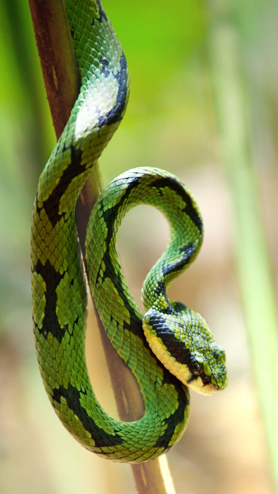Lurking Beneath the Surface - An Up-Close Look at a Cool Snake Wallpaper
