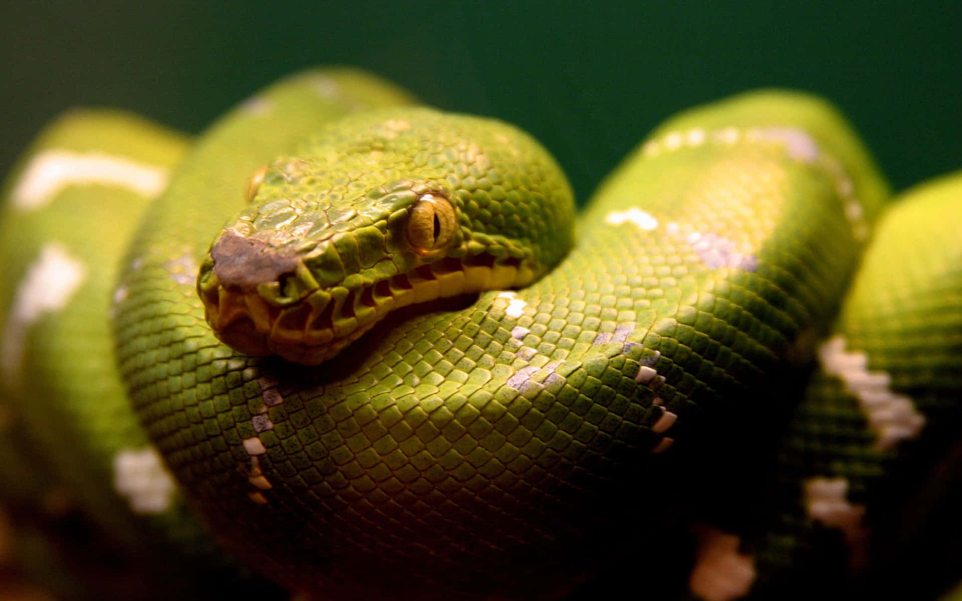 "A cool-coloured snake slithers up a rock face." Wallpaper