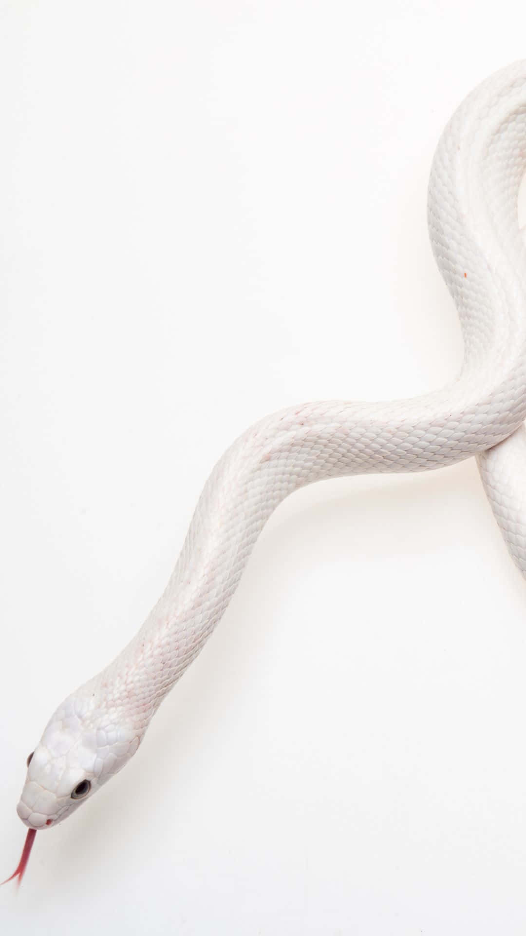 Cool Snake In Pure White Wallpaper