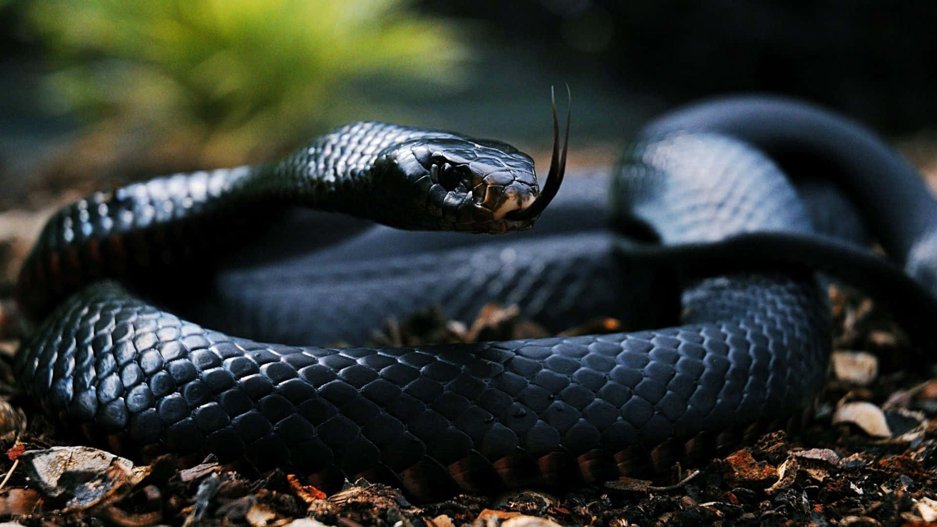 Cool Snake With Pure Black Scales Wallpaper