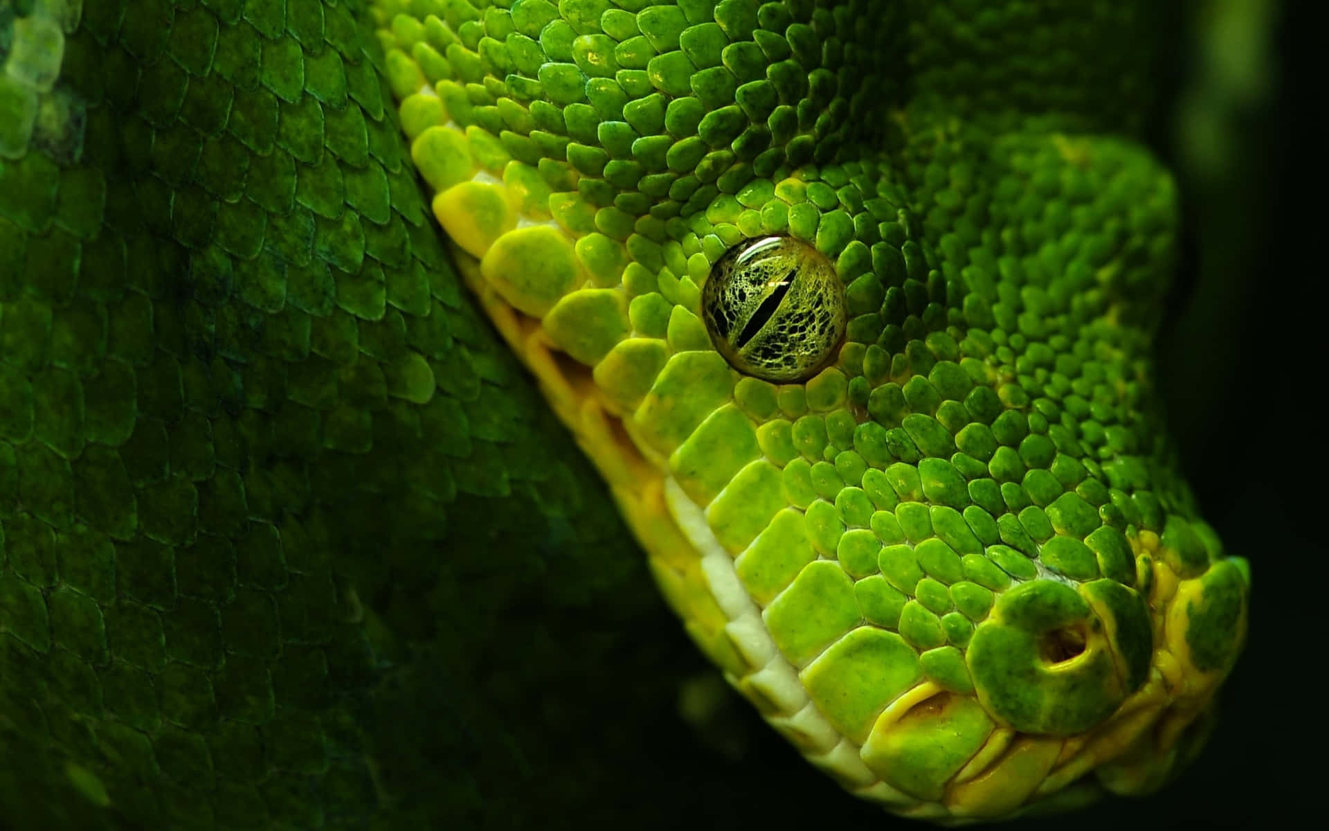 This Coiled Cool Snake Glistens Under The Bright Sunlight. Wallpaper