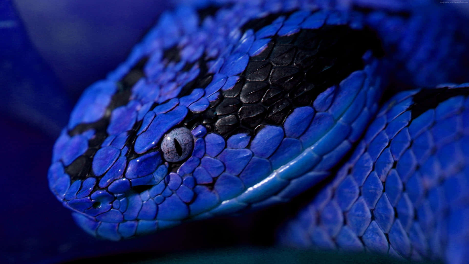 Cool Snake With Blue Skin Wallpaper