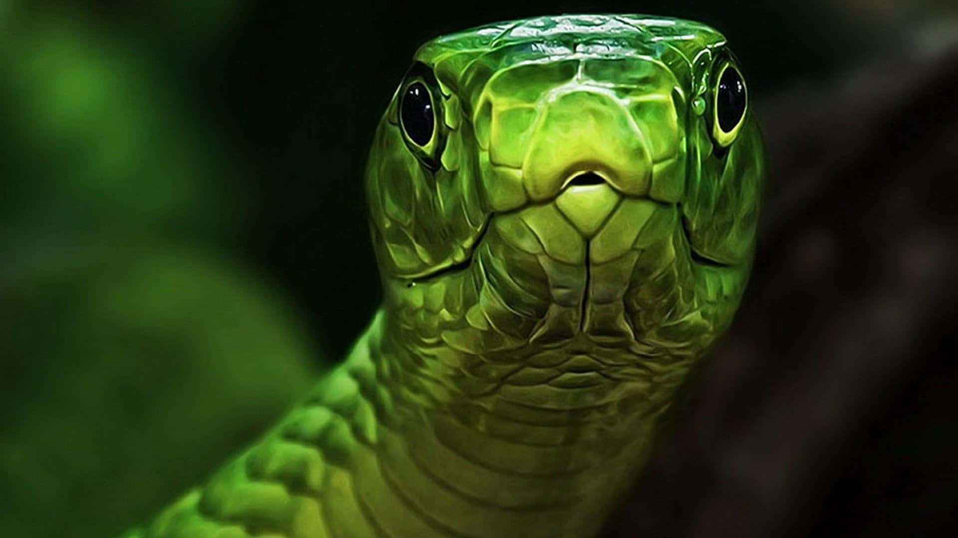A Green Snake With A Black Head Wallpaper