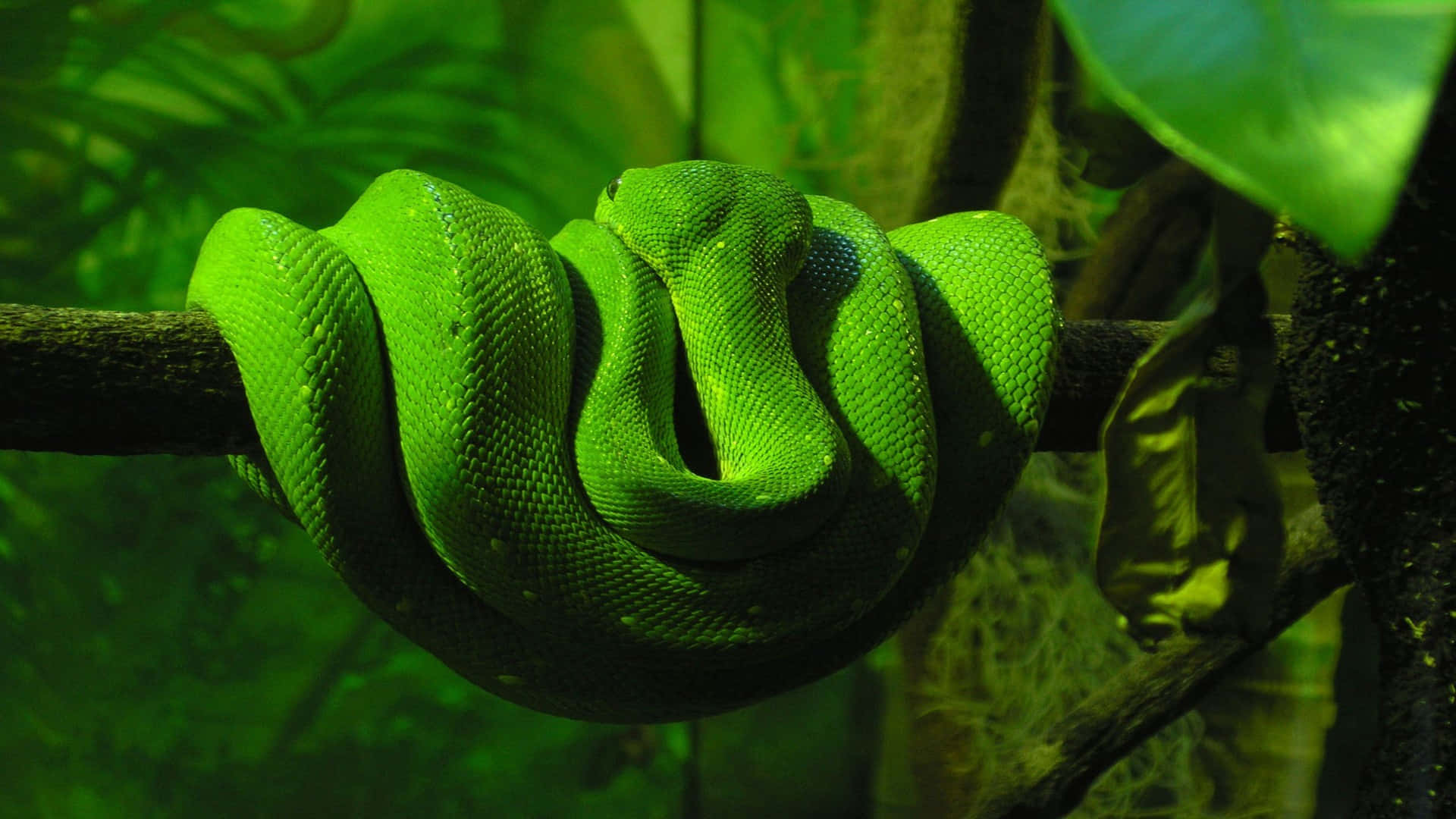 Cool Snake Coiled On A Tree Branch Wallpaper