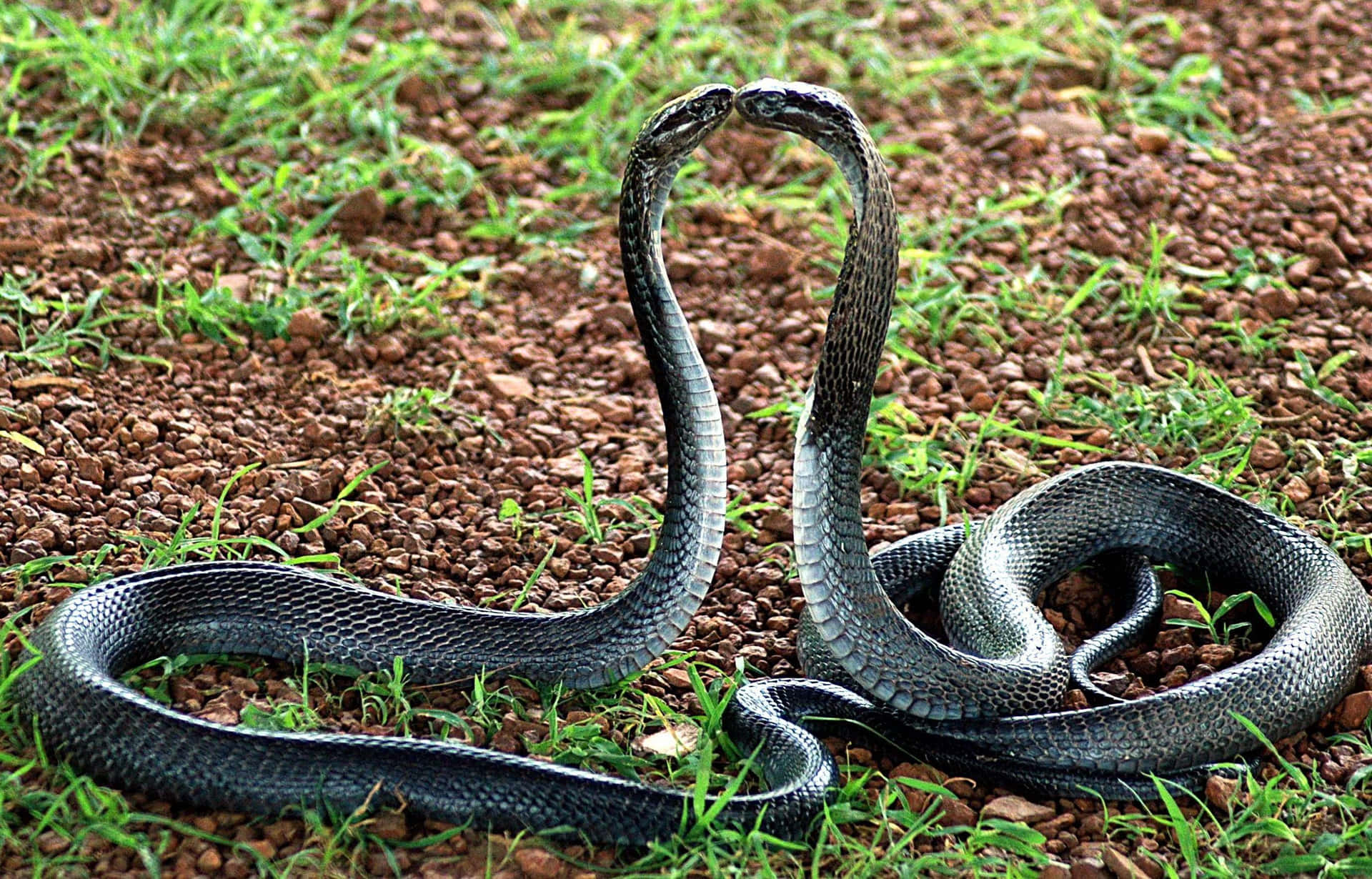 Two Black Snakes Are Sitting On The Ground Wallpaper