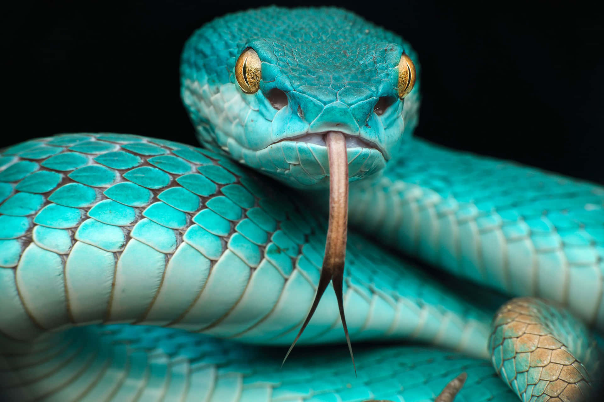 Ferocious Cool Snake With Golden Eyes Wallpaper