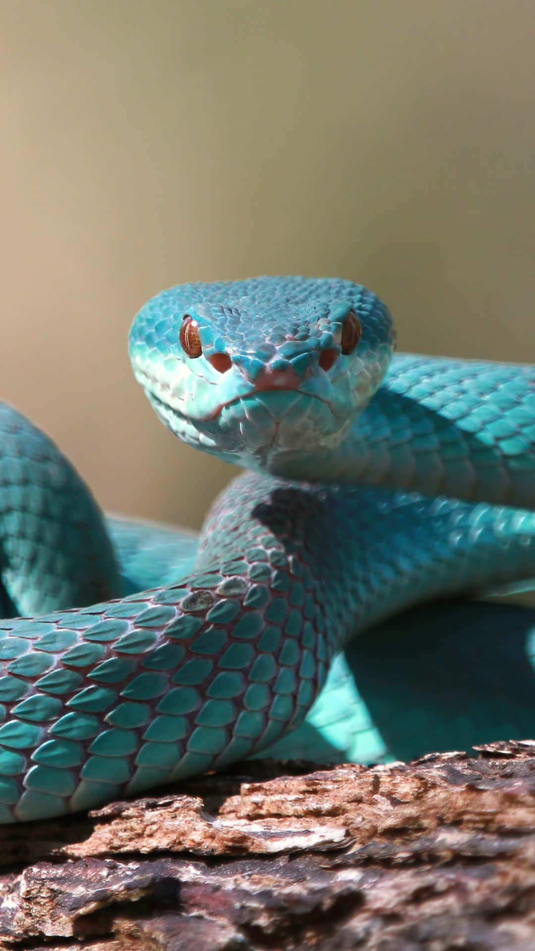 Cool Snake With Teal Skin Wallpaper