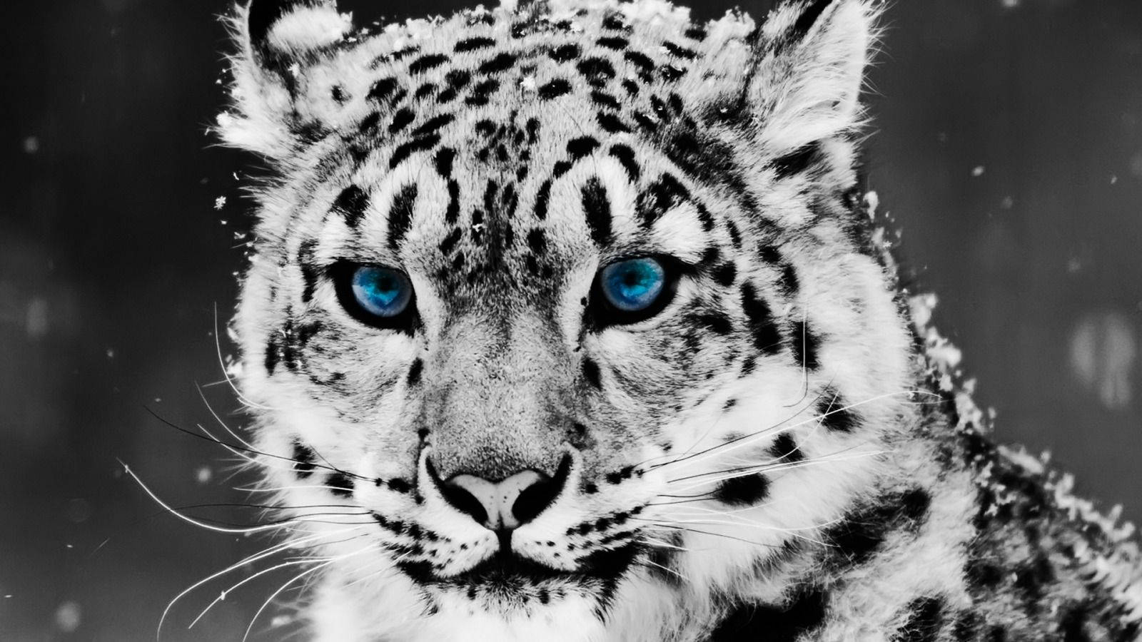 Se cool ud som en sneleopard med blå øjne. Wallpaper