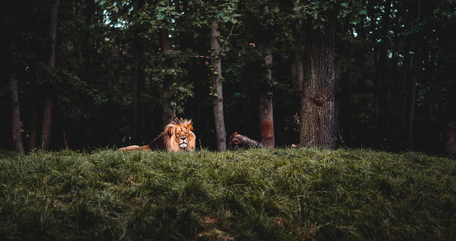 Cool enkelt løve i skoven Wallpaper