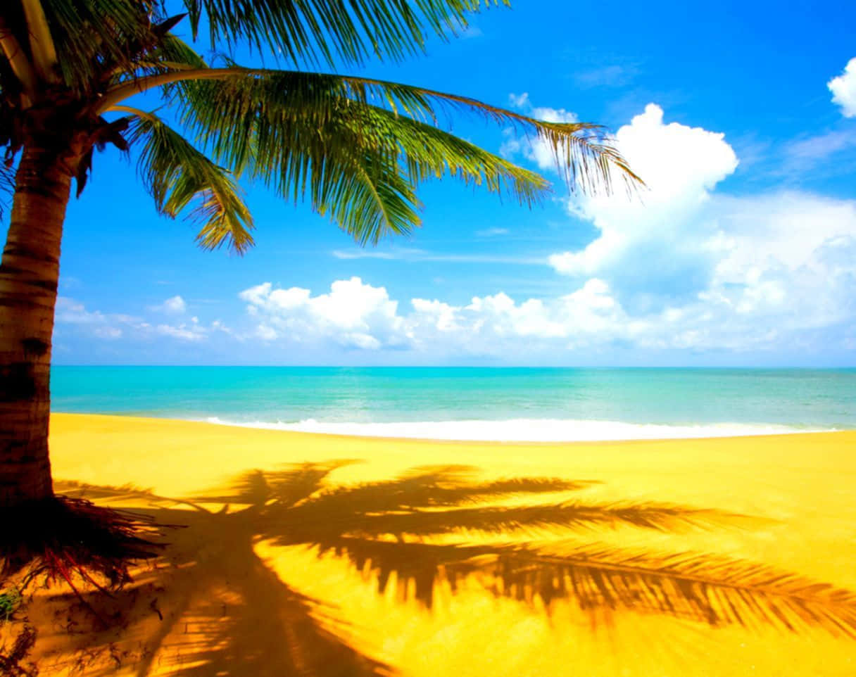 Cool Summer Beach And Palm Tree Wallpaper