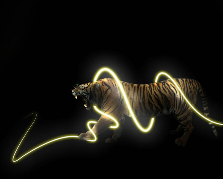 Cool Tiger Art With A Light Strobe Background