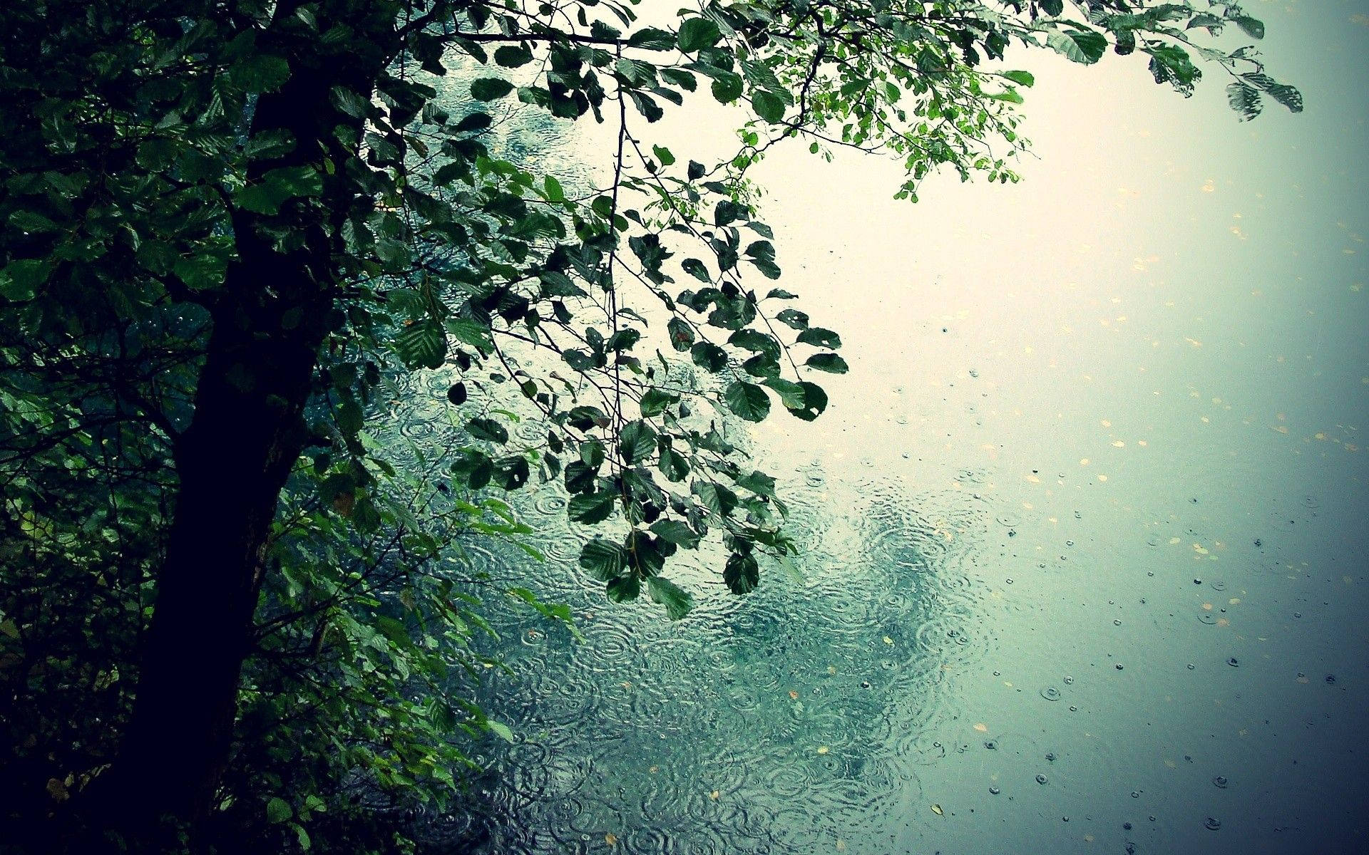 Cool-toned Beautiful Rain Desktop Sfondo
