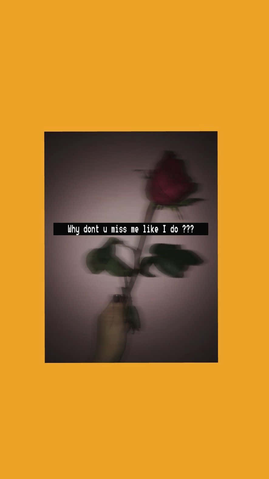 A Rose With The Words, I Don't Like You I Like You Wallpaper