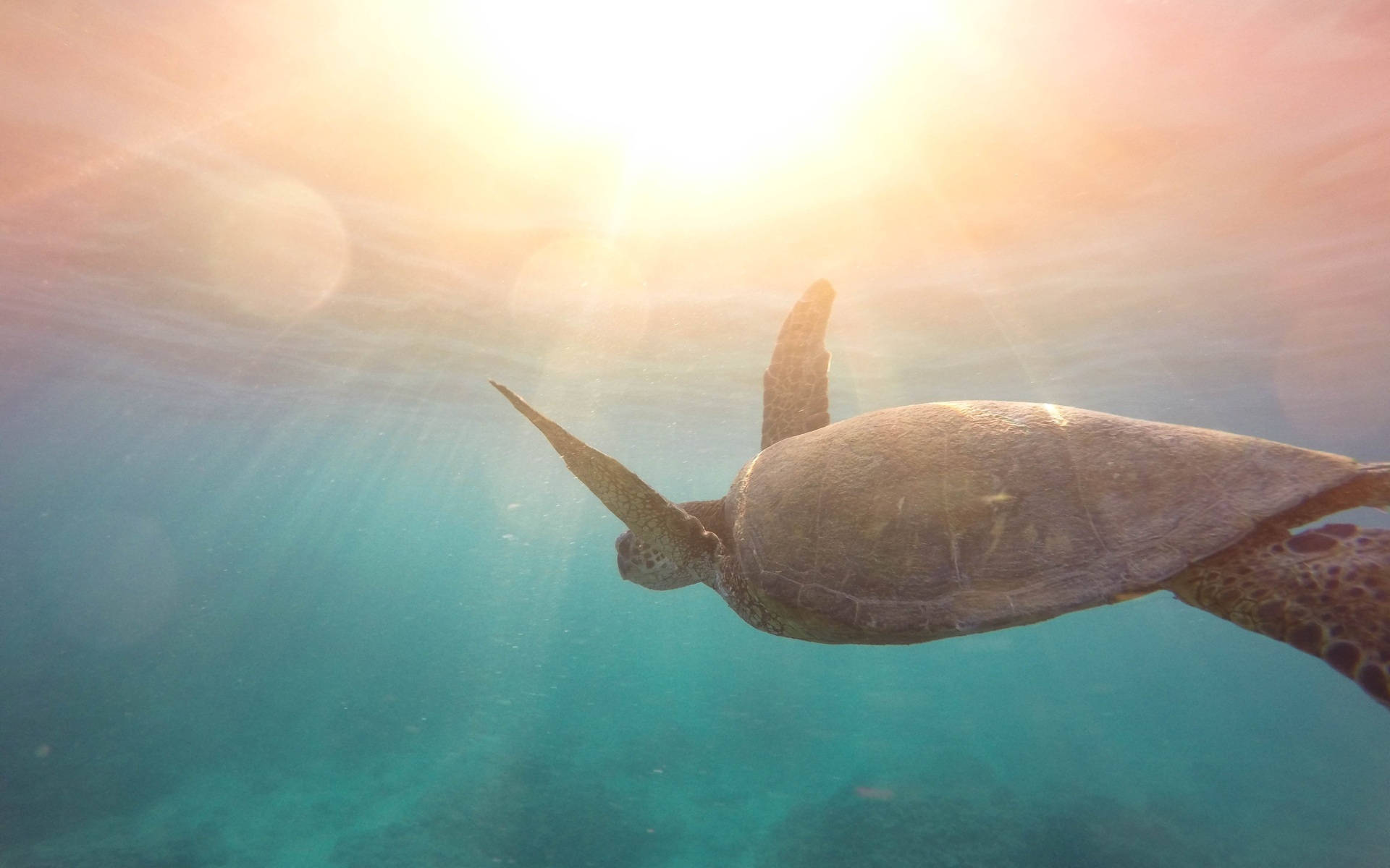 Cool Turtle And Sunlight Wallpaper