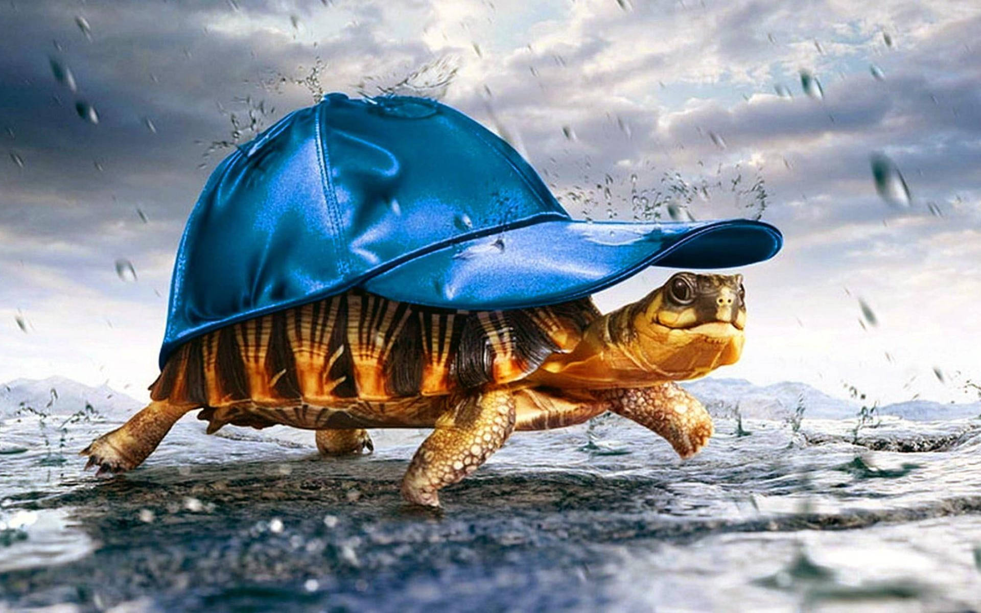 Cool Turtle Blue Cap Wallpaper