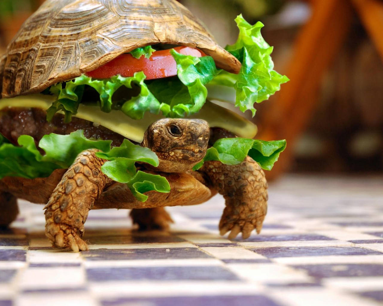 Cool Turtle Burger Wallpaper