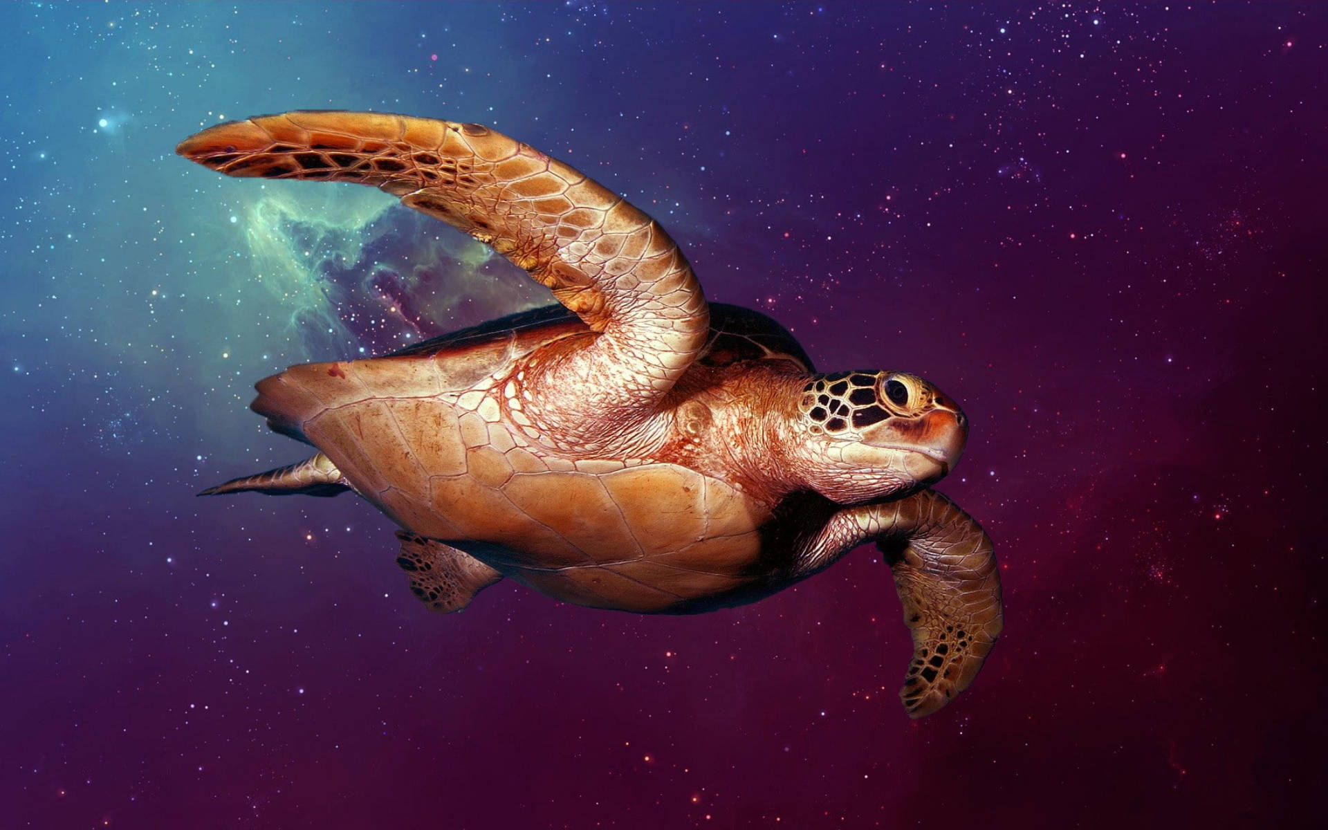 Cooleschildkröte Im Weltraum. Wallpaper