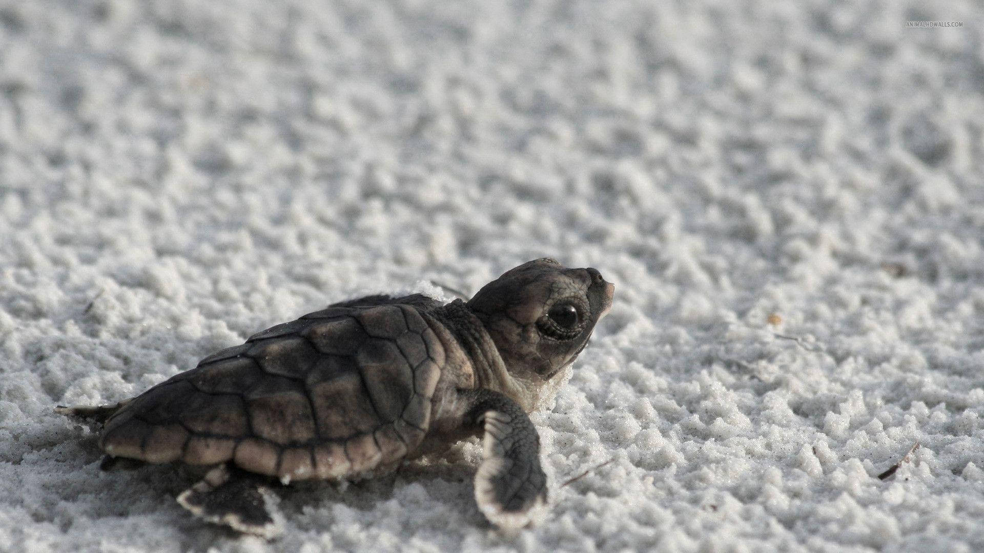 Cool Turtle In White Sand Wallpaper