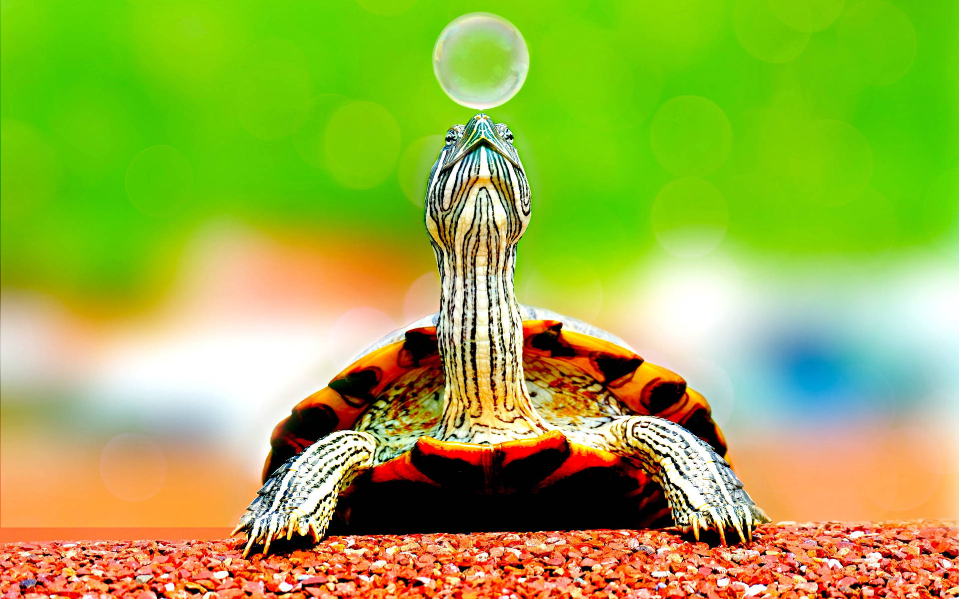 Cool Turtle Reaching Bubble Wallpaper