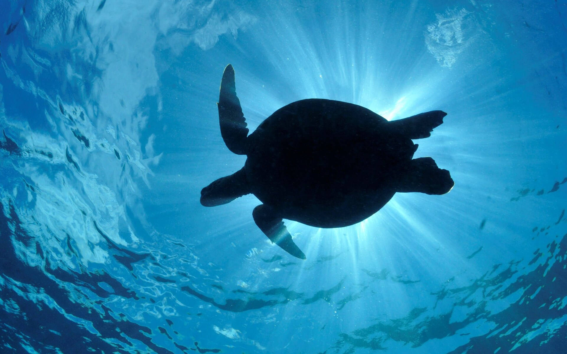 Cool Turtle Silhouette Underwater Wallpaper