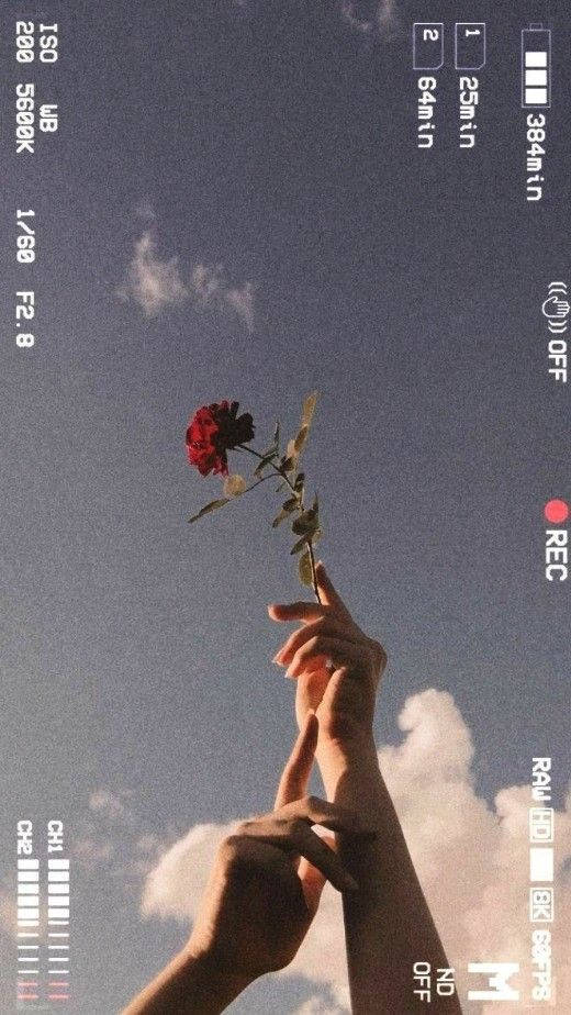 A Person Holding A Flower Up In The Air Wallpaper