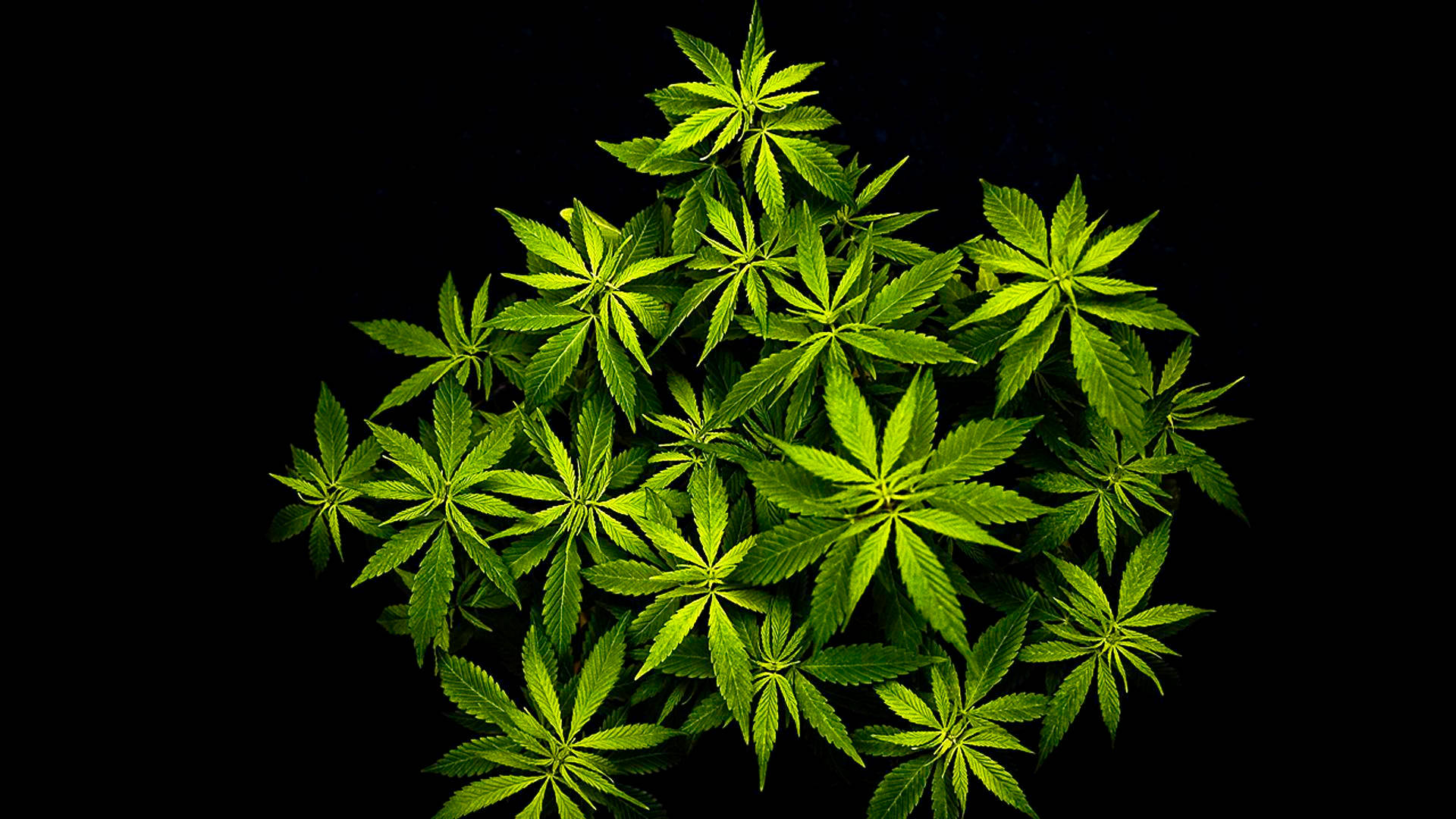 Top 999+ Cool Weed Wallpaper Full HD, 4K Free to Use
