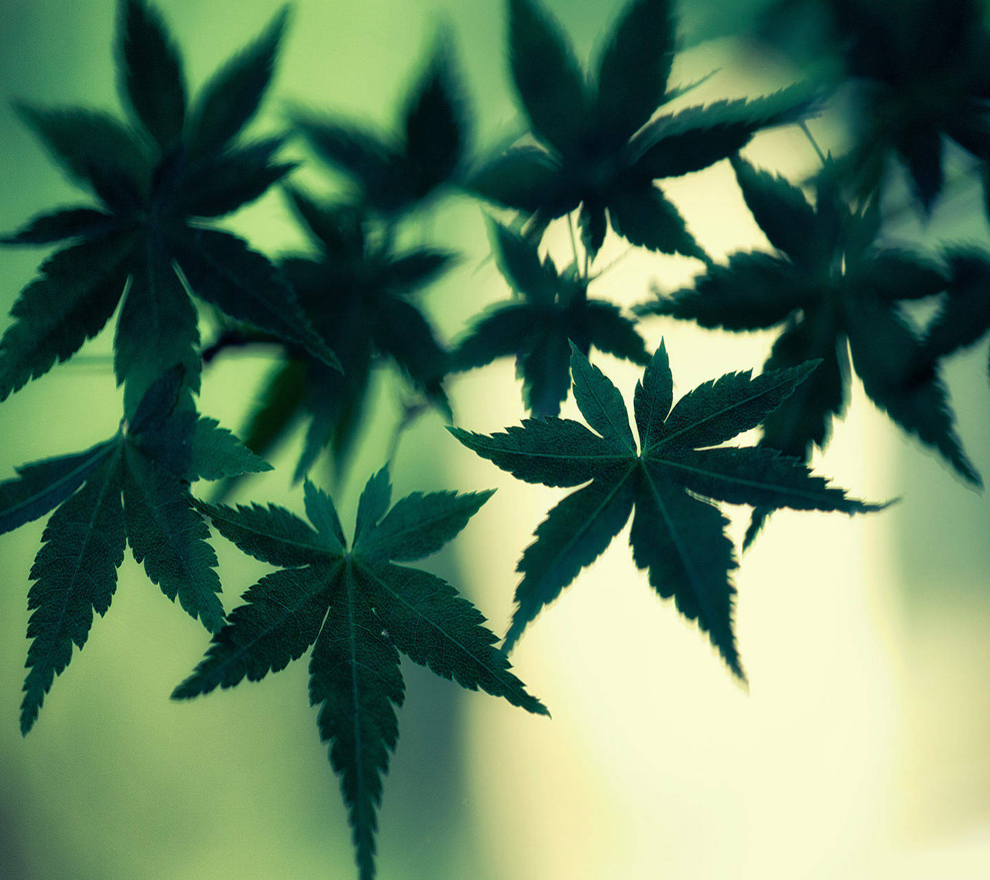 Kølig Weed Marijuana Blade Naturlig Print Wallpaper Wallpaper