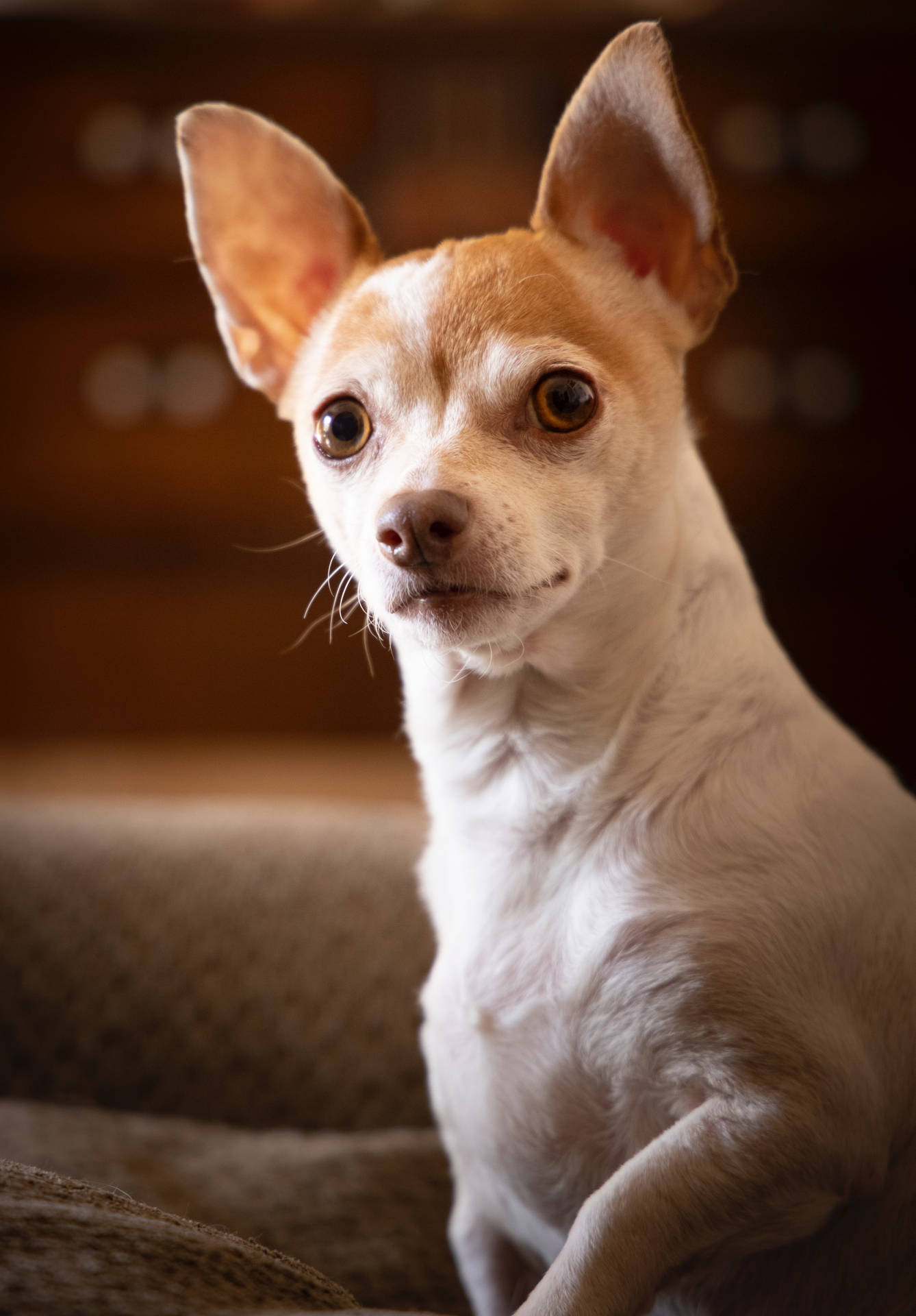 Cool White And Brown Chihuahua wallpaper