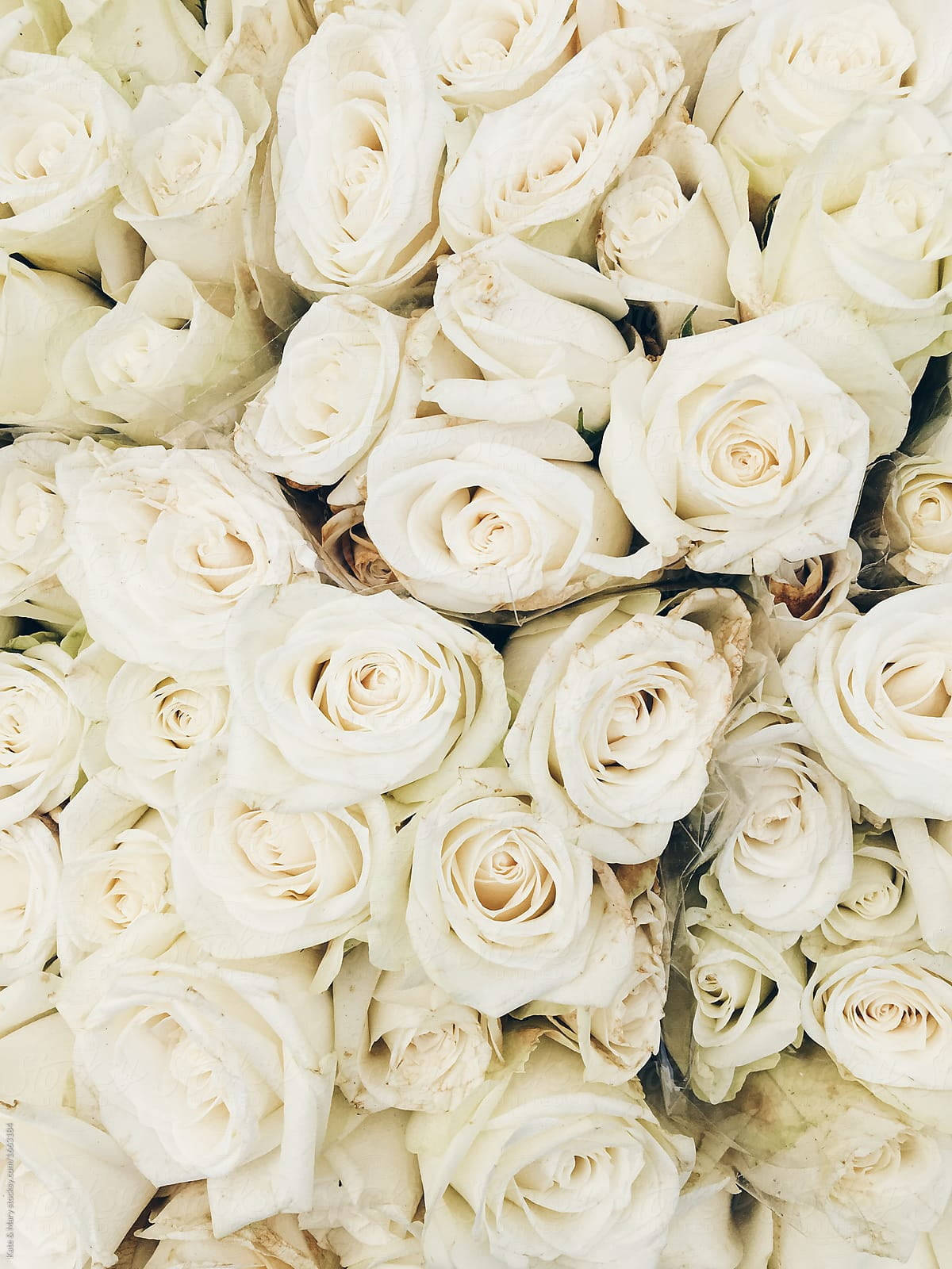 Smukke hvide roser tæt på udgør et smukt baggrundsbillede. Wallpaper