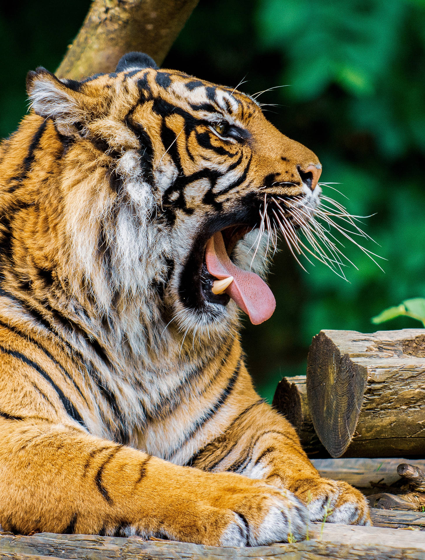 Cool Yawning Orange Tiger Hd Wallpaper