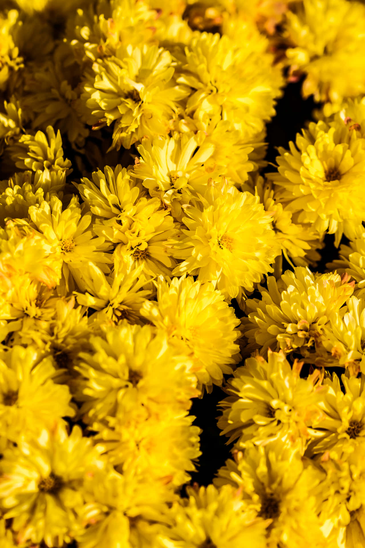 Lys op din dag med kølig gul Floral Mønstre for din Skrivebordsbaggrund! Wallpaper