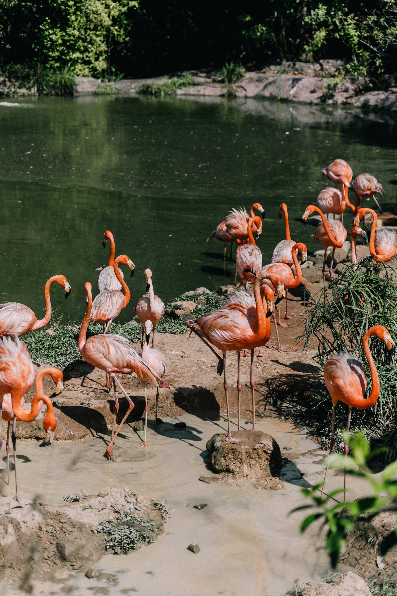 Coolest Iphone Flamingo Wallpaper