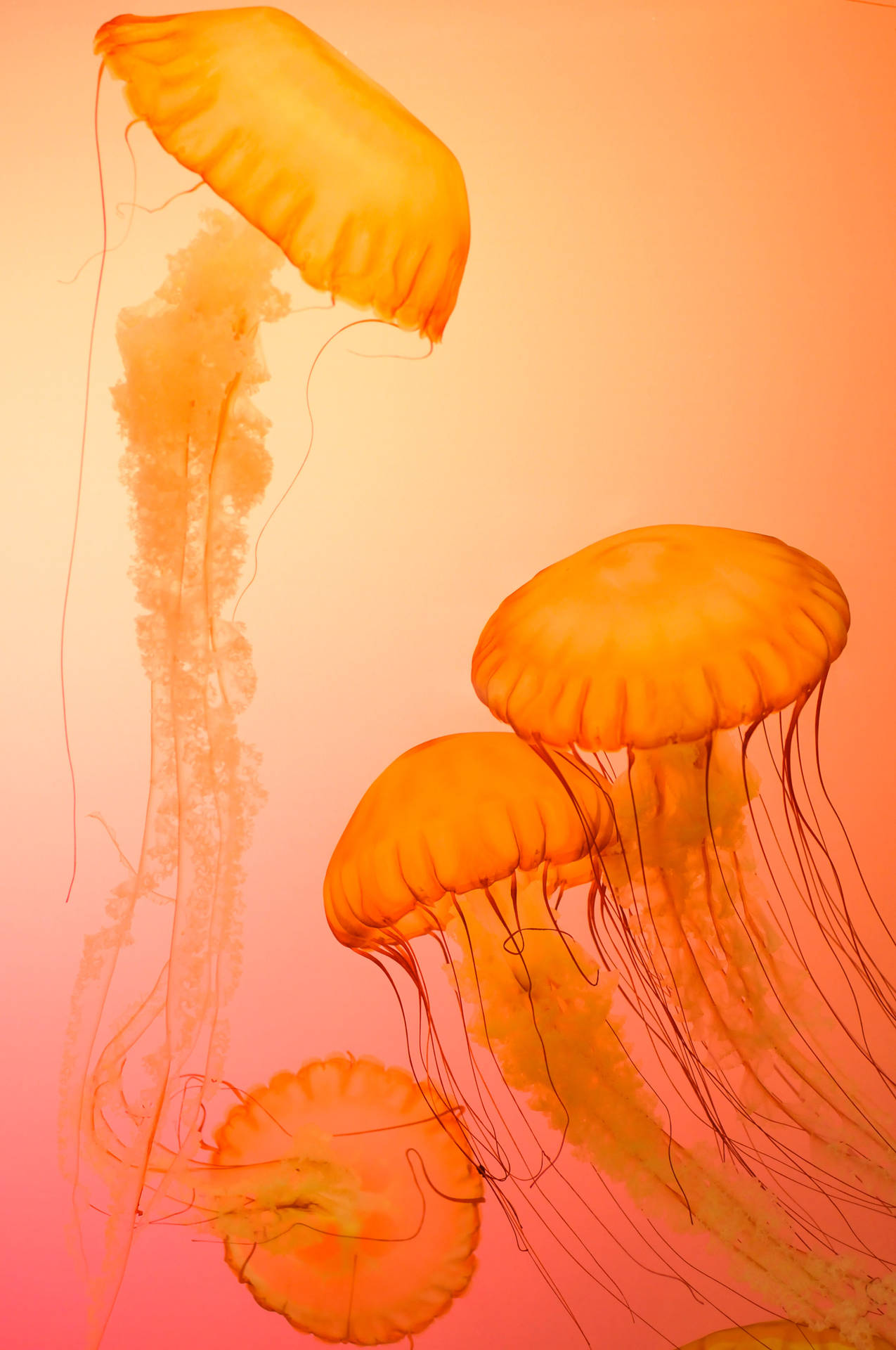 Coolest Iphone Orange Jellyfish Wallpaper
