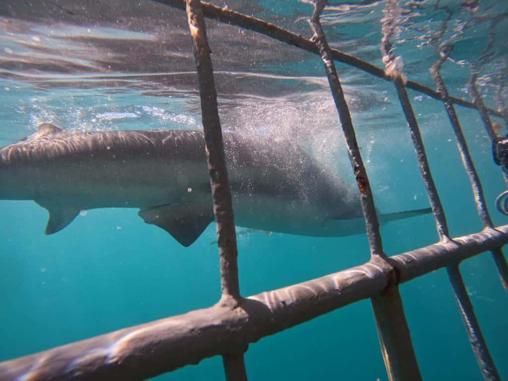 Copper Shark Behind Diving Cage Wallpaper